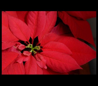 Christmas Flowers