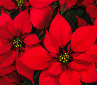 Christmas Poinsettias - Single