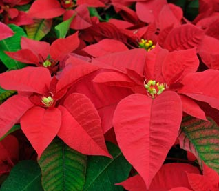 Christmas Poinsettias - Double