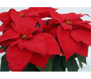 Christmas Poinsettias - Double