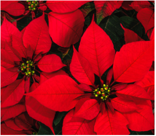 Christmas Poinsettias - Triple